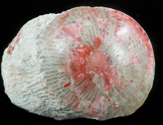 Pennsylvanian Aged Red Agatized Horn Coral - Utah #46753